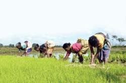 Crisil puts Budget focus on agriculture