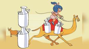 Amul said it will be deodorising camel milk to eliminate volatile odours from it. (Image: IE)