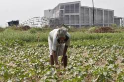 Singur farmers feel betrayed as returned plots non-cultivable, ‘used’ by political parties; does not have enough jobs