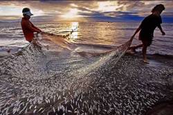 Budget 2019: Govt announces new scheme to boost fish processing; to allocate Rs 3,737 crore to new ministry