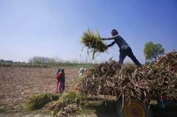 Budget 2020: Mixed bag for agriculture and fertiliser sector