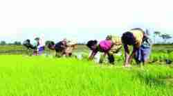 Agri Min ready with new scheme to promote natural farming; to seek cabinet nod soon