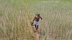 Budget 2023: Agriculture sector gets credit, digital push