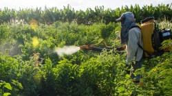 Robust and Timely Policy Support Remains Critical for Agrochemical Sector in 2024