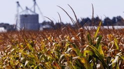 Fasal Bima cover set to widen as more states join