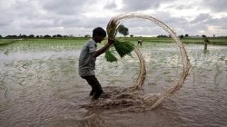 How Telangana’s Rs 500 bonus on fine paddy sparked a 61% cultivation surge – Here’s what it means for farmers