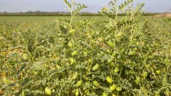 Centre urges states to expand chana cultivation to control prices