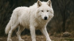 What is a Dire Wolf? How did it go extinct?