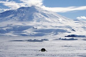 Antarctic ozone hole stands steady: study