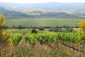 Walking Italy: A picturesque way to see Tuscany