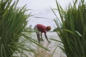 Spell of rain in Maharashtra may hit raisin production