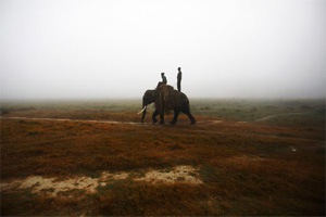 Elephant kills mahout; flees to forest with tourists on back Elephant kills mahout; flees to forest with tourists on back