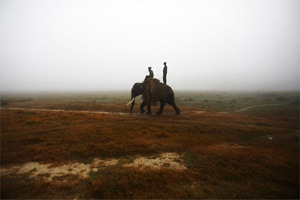 Elephant kills mahout; flees to forest with tourists on back