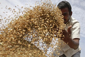 food act, food act India, food security in india, food security act, food security act in india, National Food Security Act, Socio Economic and Caste Census, SECC 2011, Uttar Pradesh, Rajasthan, Maharashtra