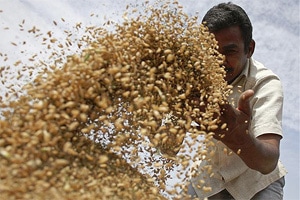 food act, food act India, food security in india, food security act, food security act in india, National Food Security Act, Socio Economic and Caste Census, SECC 2011, Uttar Pradesh, Rajasthan, Maharashtra