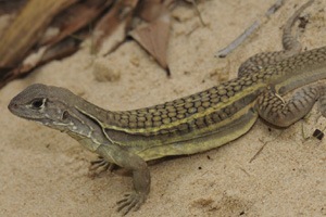 Less mating, more greens equals a longer life in reptiles Less mating, more greens equals a longer life in reptiles