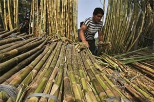 Sugarcane farmers in Uttar Pradesh