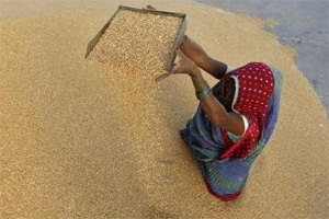 Farm distress looms as global crop prices crash after 10-year bull run