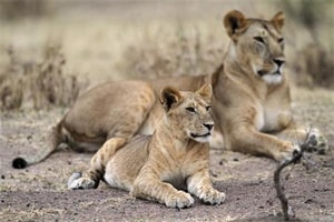 Lack of oxygen delayed animal life on Earth