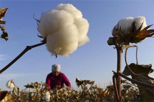 cotton