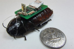 Sound-tracing cockroach cyborgs to aid rescue efforts in aftermath of disaster