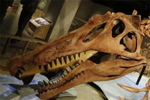 Pot-bellied dinosaur roamed Mongolia 90m years ago! Pot-bellied dinosaur roamed Mongolia 90m years ago!