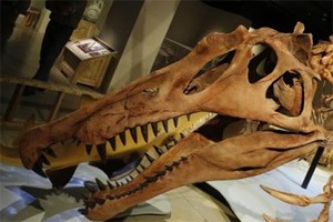 Pot-bellied dinosaur roamed Mongolia 90m years ago!