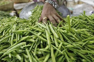 Drillers use the gum derived from guar, also known as cluster beans, for hydraulic fracturing and many poor farmers switched crops to ride the U.S. shale boom. (Reuters)