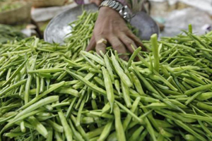 Drillers use the gum derived from guar, also known as cluster beans, for hydraulic fracturing and many poor farmers switched crops to ride the U.S. shale boom. (Reuters) Drillers use the gum derived from guar, also known as cluster beans, for hydraulic fracturing and many poor farmers switched crops to ride the U.S. shale boom. (Reuters)