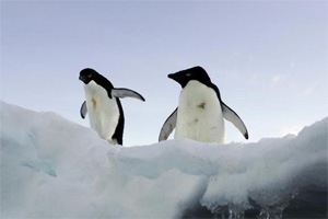 Penguin bot helps study shy antarctic birds