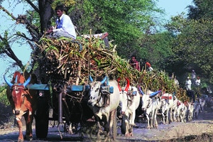 Low sugar price crushes farmers as well as mills