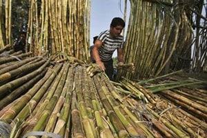 Hands off policy issues: UP to banks on cane pricing Hands off policy issues: UP to banks on cane pricing
