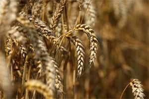 Farmers’ rich harvest ends as prices slide globally