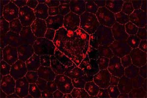 A biosensor to peer into insides of HIV-infected cell
