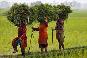 RBI Governor Raghuram Rajan questions farm debt waiver schemes