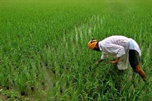 As per the latest government data, the all-India average monthly income of agricultural households during the crop year July 2012-June 2013 was estimated at Rs 6,426. (Reuters)