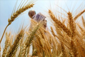 Unseasonal rains, wheat, wheat crops, rabi wheat crops, Unseasonal rains wheat, Unseasonal rains rabi wheat crops