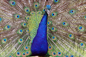 MTDC organises ‘Bird Festival’ to promote eco-tourism MTDC organises ‘Bird Festival’ to promote eco-tourism