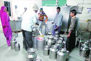 Among Amul contributors, flourishing all-Muslim society