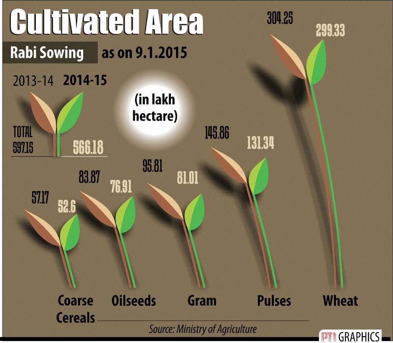 Rabi sowing and cultivated area.