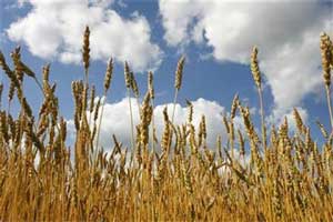 Grains