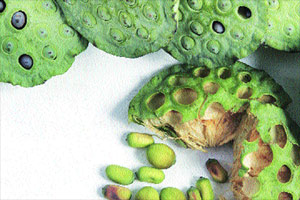 Lotus seeds, Makhana