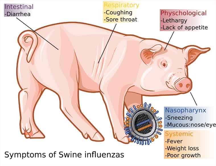 Gujarat swine flu, swine flu death, death toll rises, swine flu death toll, swine flu in Gujarat, swine flu news, swine flu case, swine flu in 2015