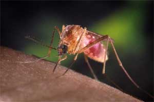 malaria