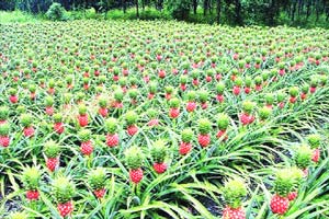 Pineapple, Pineapple farmers, Pineapple cultivation in India Pineapple, Pineapple farmers, Pineapple cultivation in India