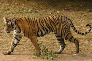 tigers, tigers in india, tiger images, save tigers, tiger population in india tigers, tigers in india, tiger images, save tigers, tiger population in india