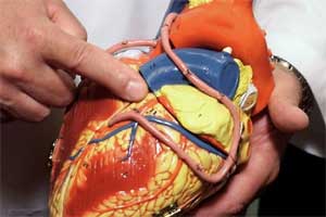 Heart, heart News, heart diseases, Heart Attacks, peptide, Cardiovascular Diseases, Pills, Drugs