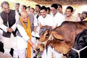 narendra modi, narendra modi news, cow slaughter, bharatiya janata party, bjp news, rajnath singh, Home Minister, cow slaughter, beef ban, cow slaughter act, cows in india, cow slaughter in india, cow slaughter ban in india, cow slaughter ban in maharashtra, india news, nation news