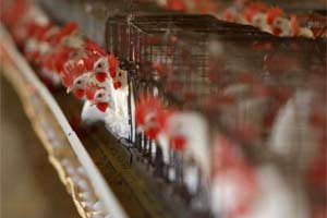 beef ban, beef ban in maharashtra, chicken, beef chicken, chicken sale, narendra modi, maharashtra latest news beef ban, beef ban in maharashtra, chicken, beef chicken, chicken sale, narendra modi, maharashtra latest news