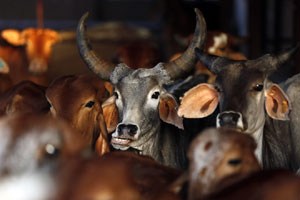 admit card to cow